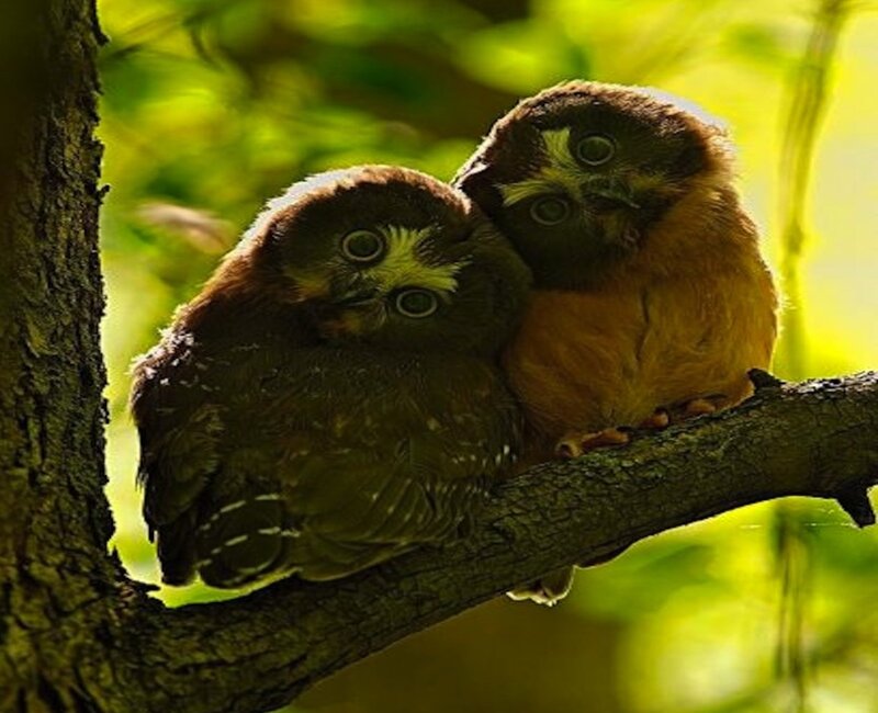 Two Owls on Branch