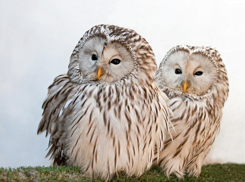 Two Owls on Grass