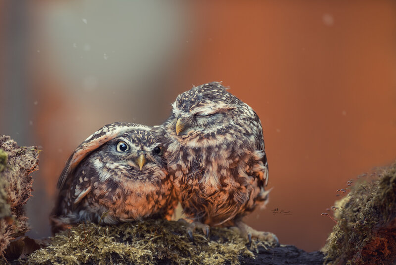 Two Owls on Moss