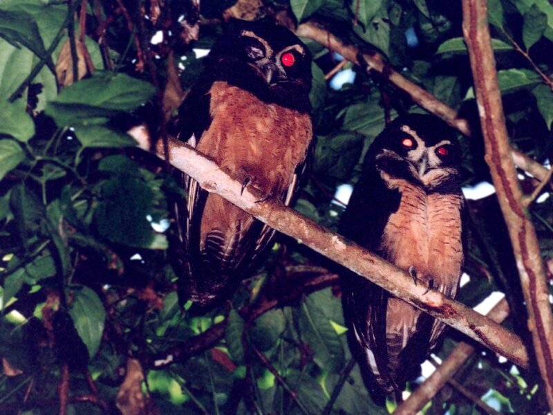 Two owls perched in a tree