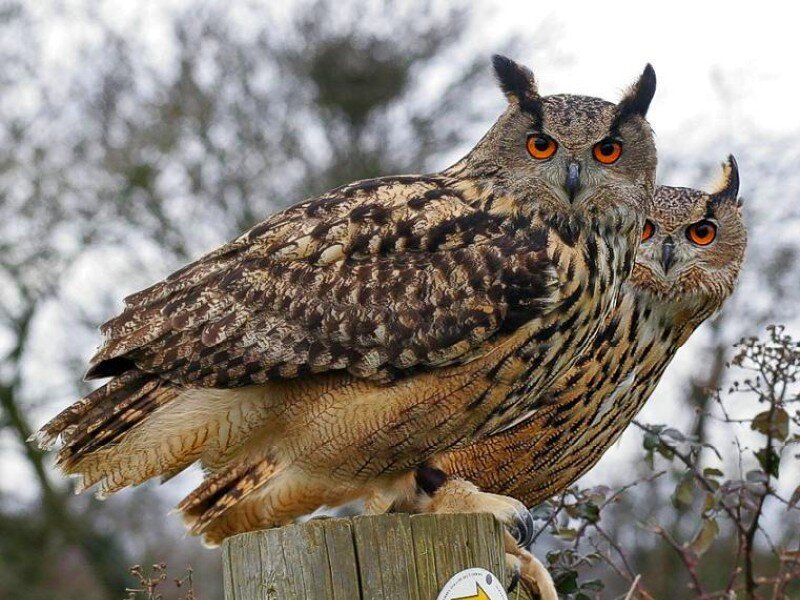 Two owls perched together
