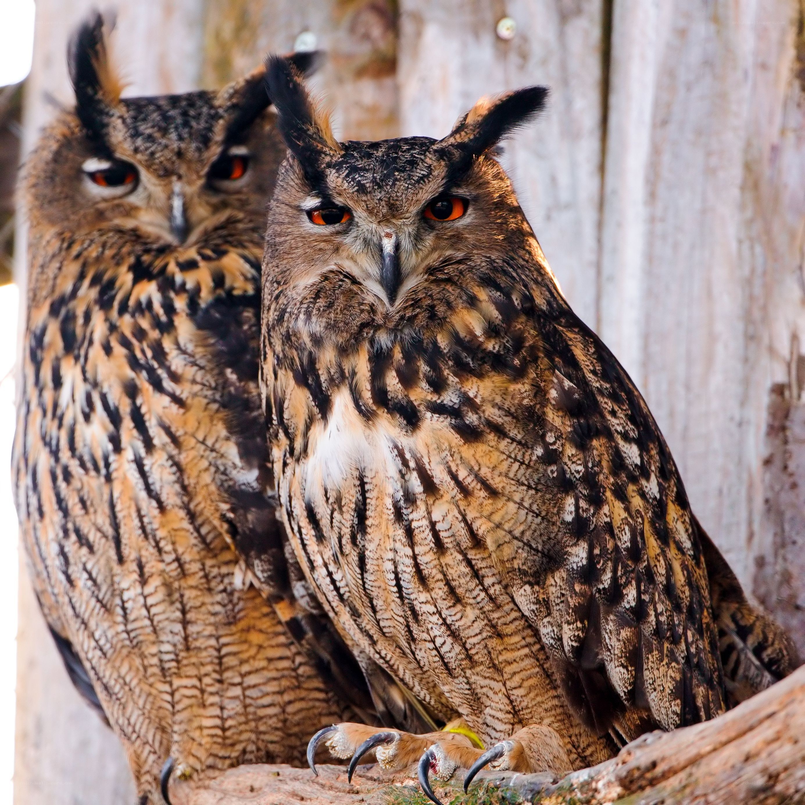 Two owls perched together