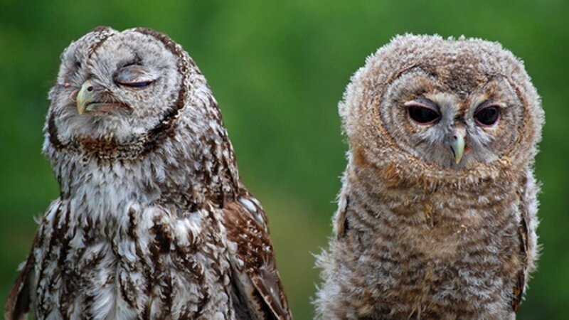 Two owls side by side