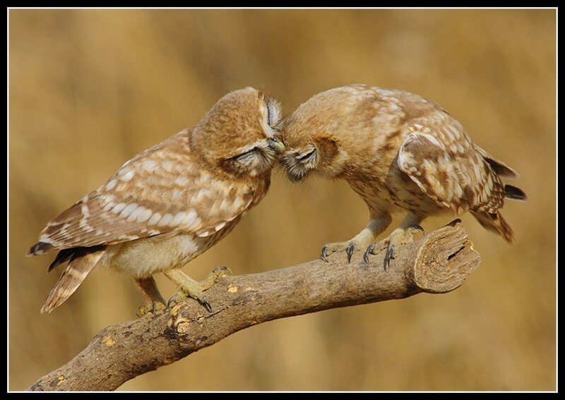 Two owls touching beaks