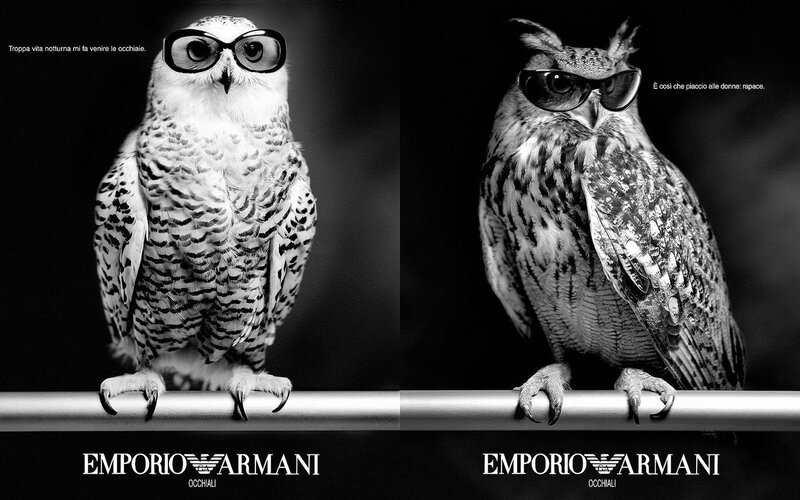 Two Owls Wearing Glasses
