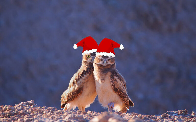 Two Owls Wearing Hats