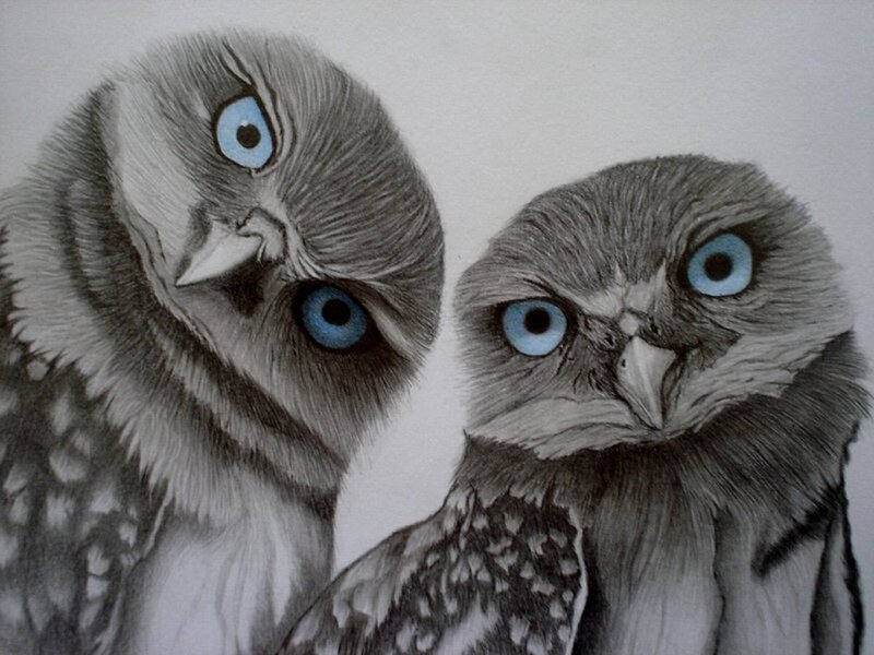 Two Owls with Blue Eyes — Gray