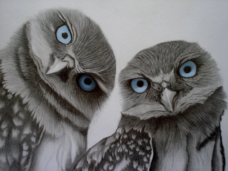 Two Owls with Blue Eyes