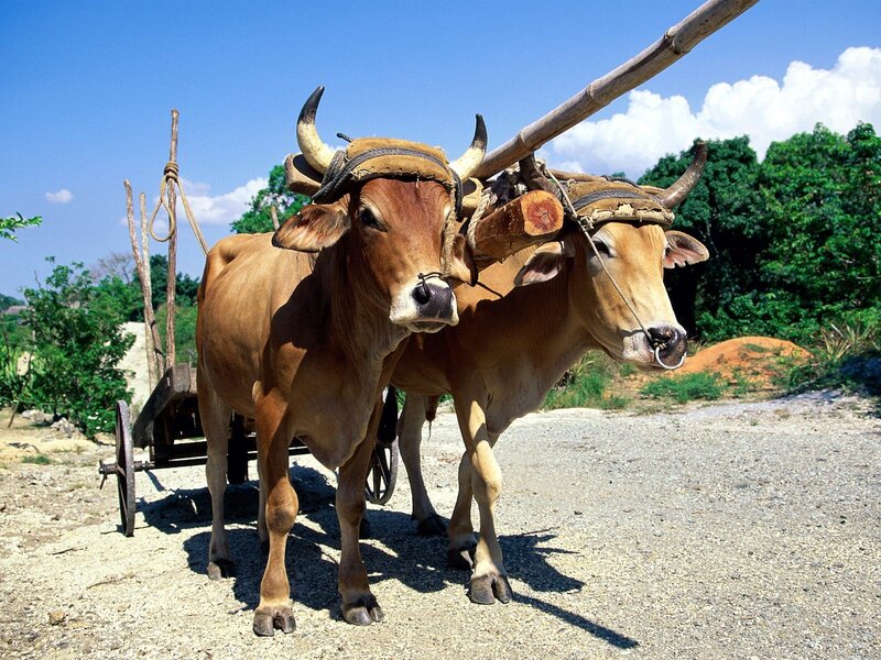 Two oxen pulling a cart