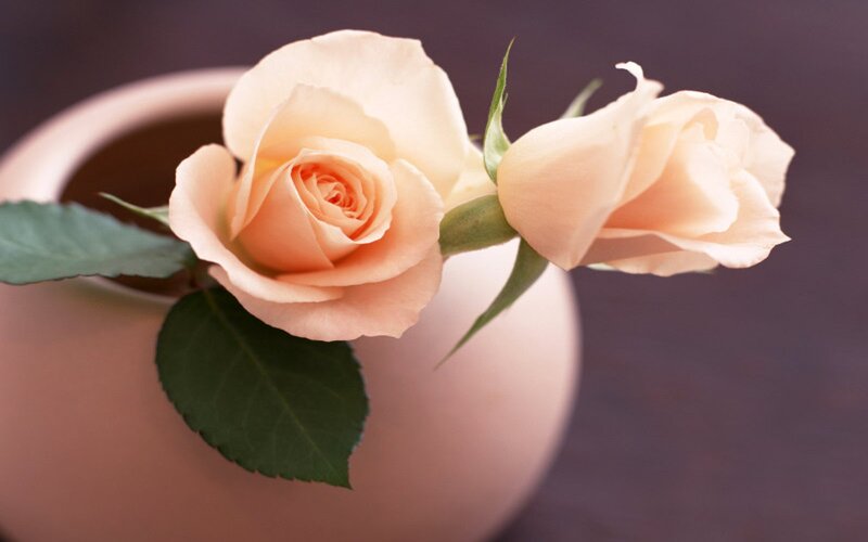 Two Pale Pink Roses — Serene, Photograph