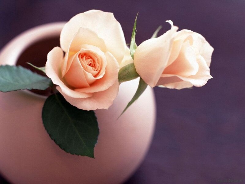 Two Pale Pink Roses — Serene