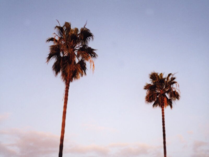 Two palm trees at dusk