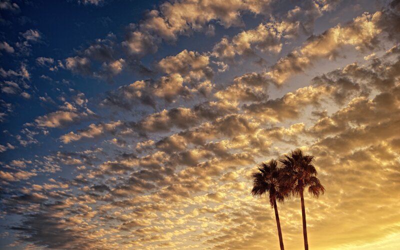 Two Palm Trees at Sunset — Blue