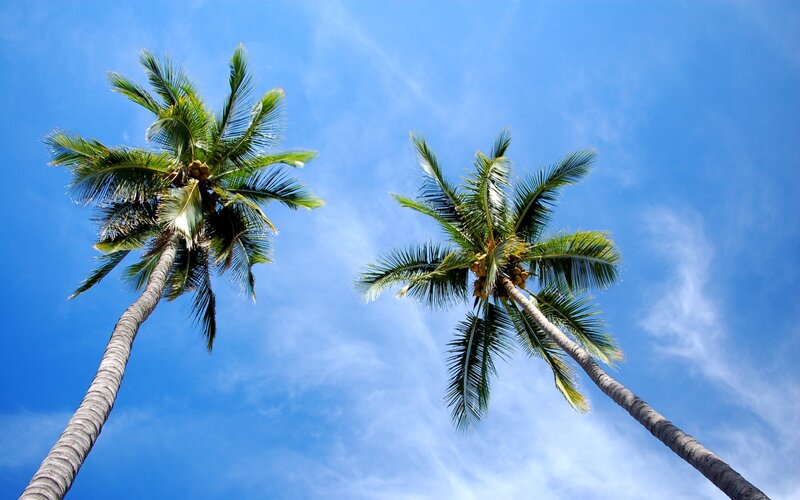 Two Palm Trees — Blue