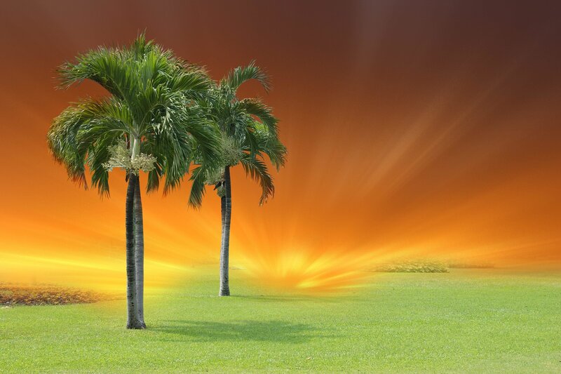 Two Palm Trees — Green