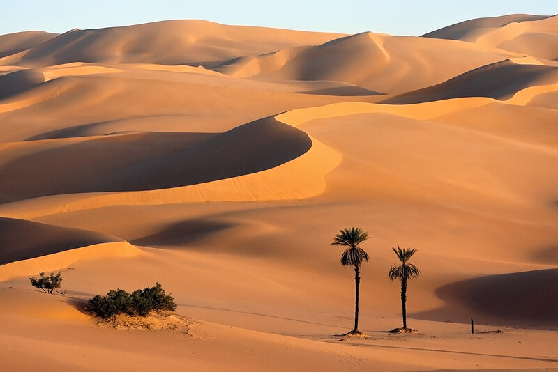 Two Palm Trees in Desert