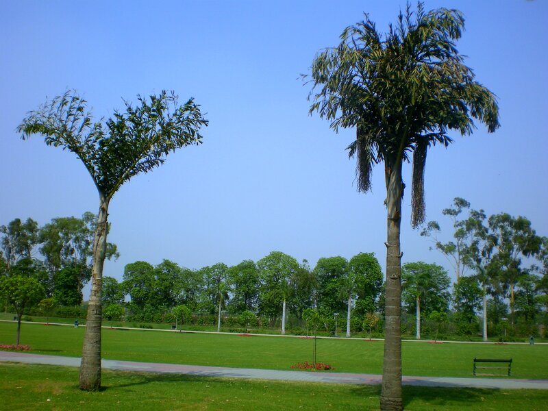 Two Palm Trees in Park