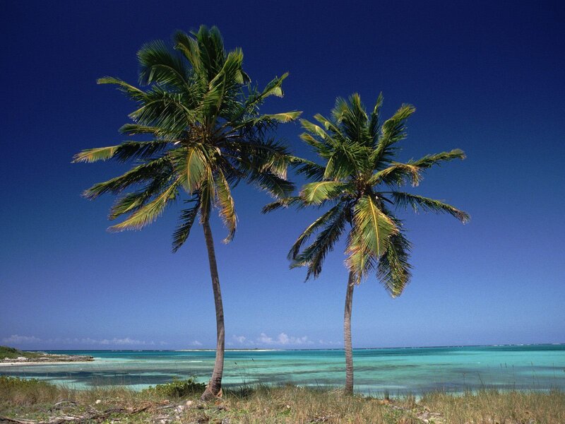 Two palm trees on a tropical beach
