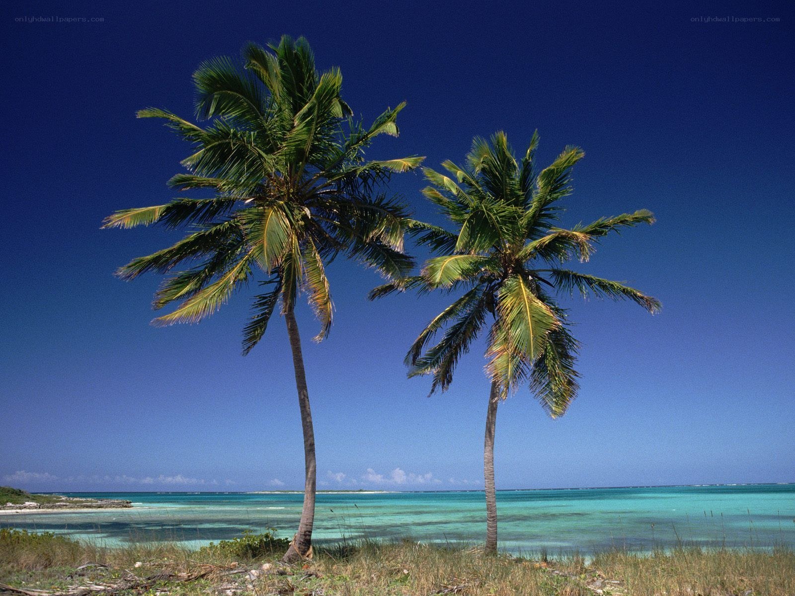 Two palm trees on a tropical beach