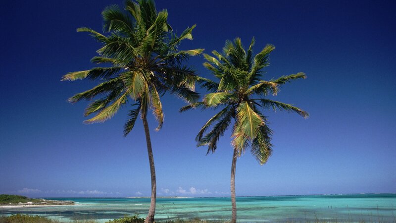 Two Palm Trees on Beach — Blue, Serene, Afternoon