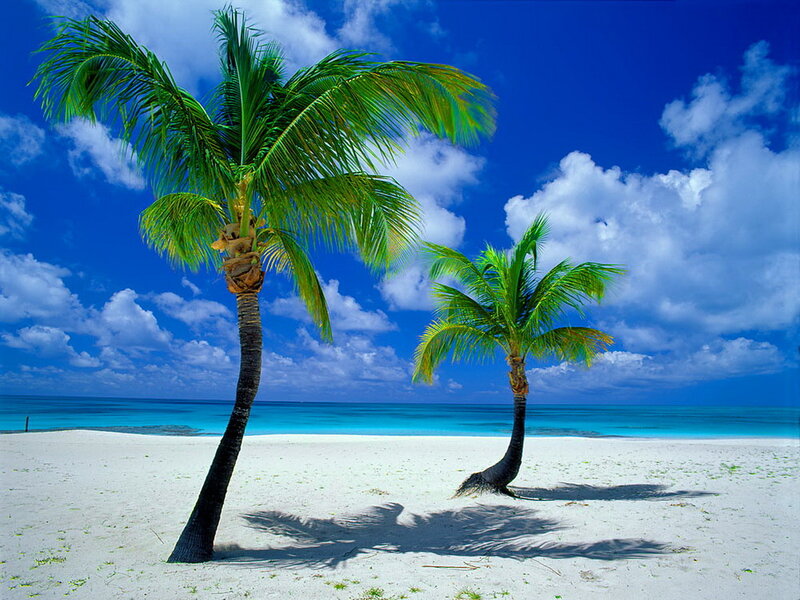 Two Palm Trees on Beach — Blue