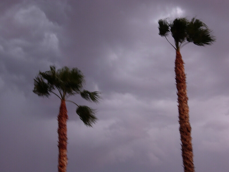 Two Palm Trees