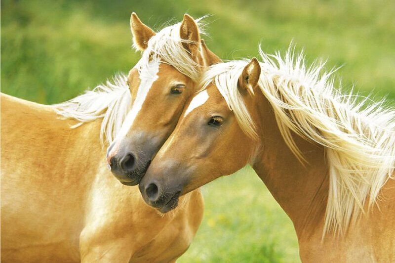 Two Palomino Horses — Brown, Calm