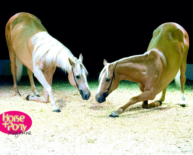 Two Palomino Horses — Brown, Dramatic