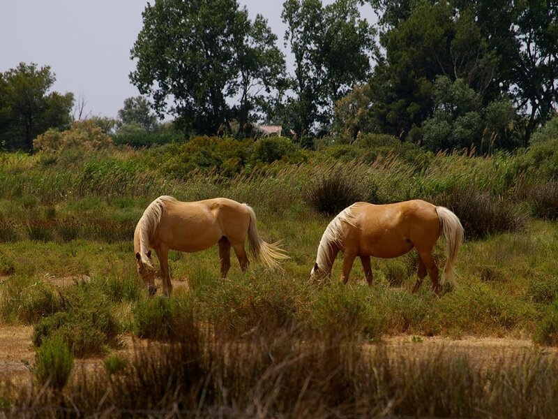 Two Palomino Horses — Brown, Serene