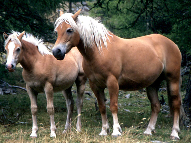 Two Palomino Horses — Brown