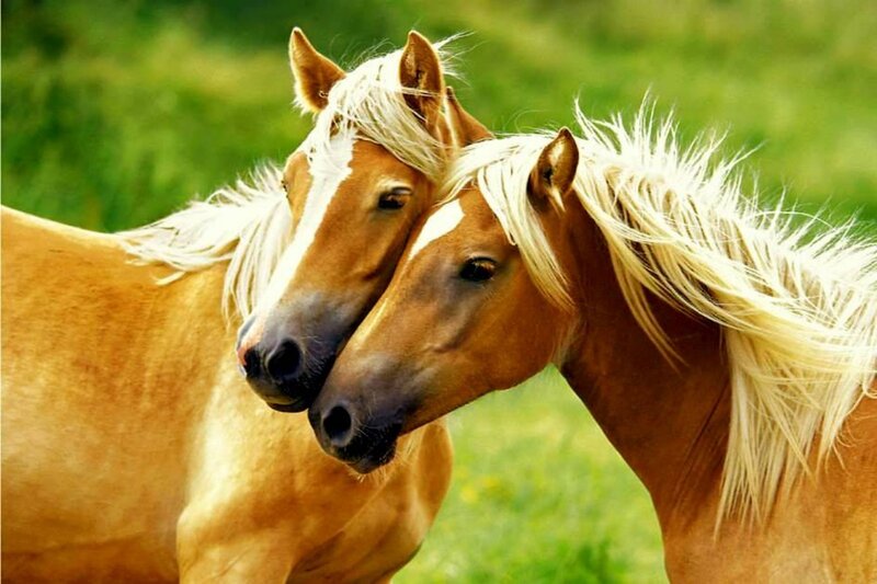 Two Palomino Horses