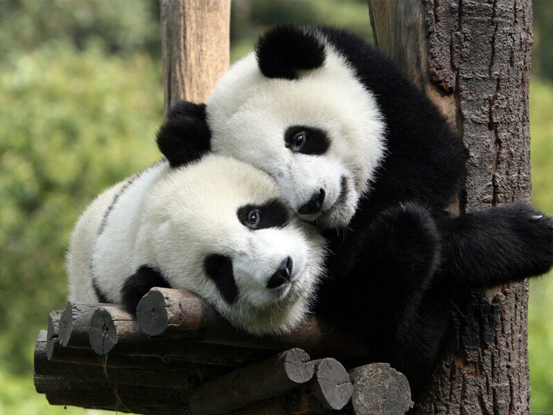 Two Panda Cubs — Black, Calm, Afternoon