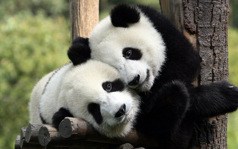Two Panda Cubs — Black, Calm, Photograph
