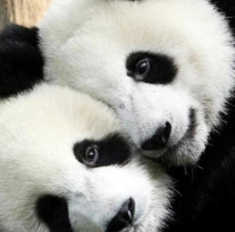 Two Panda Cubs — Black, Calm
