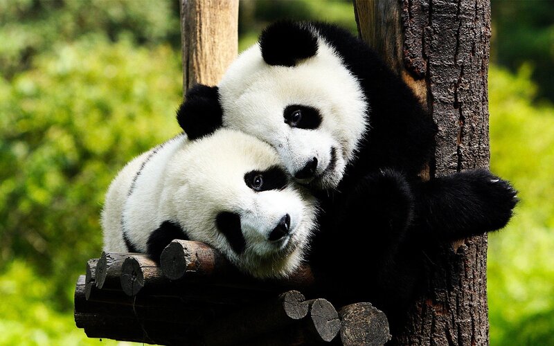 Two Panda Cubs — Black, Peaceful, Afternoon, Photograph