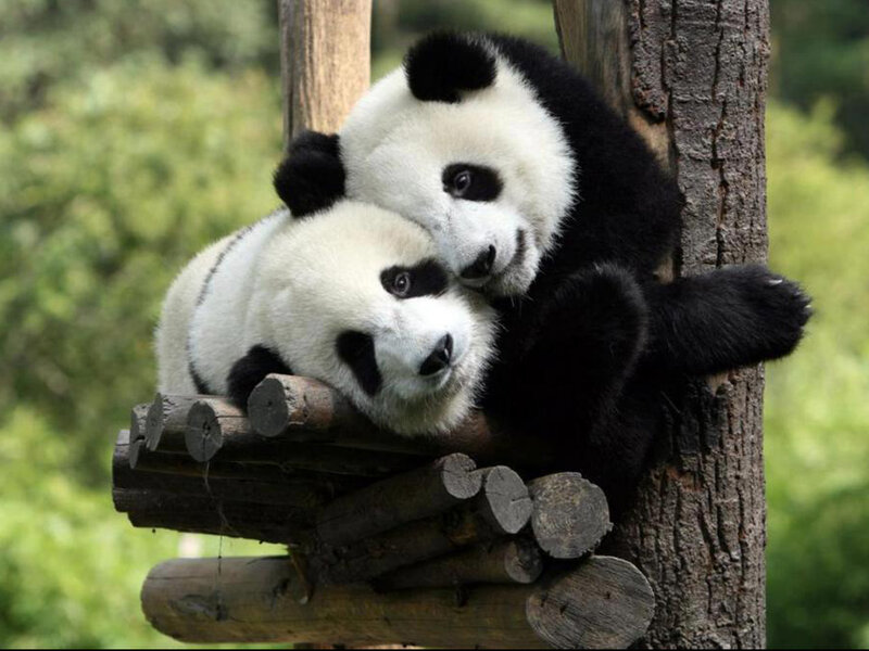 Two Panda Cubs — Black, Peaceful, Afternoon