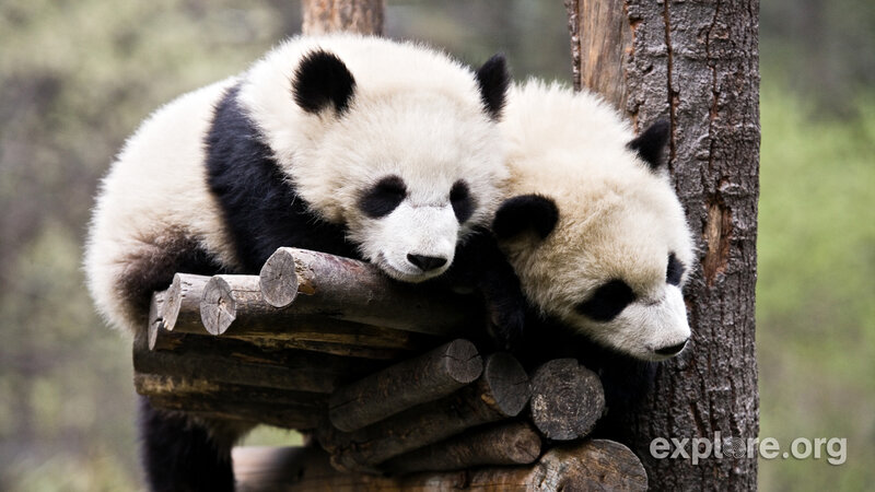 Two Panda Cubs — Black, Peaceful