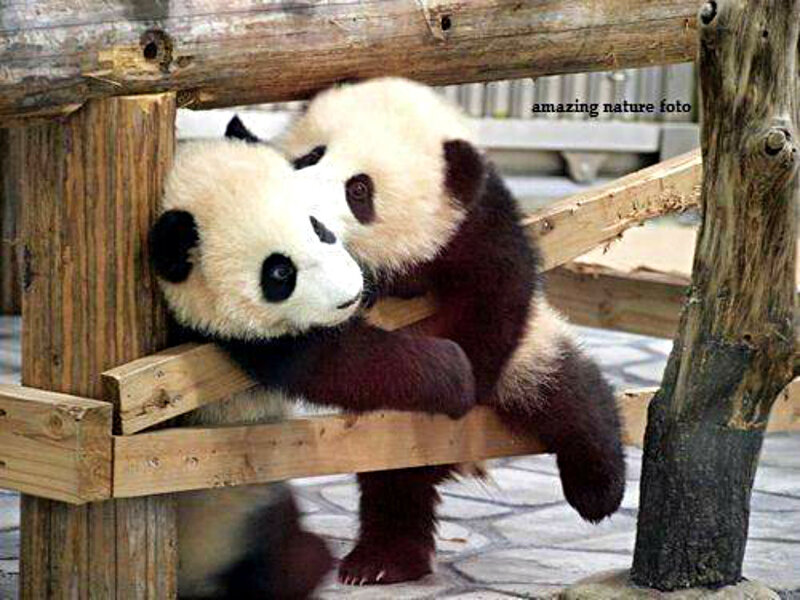 Two Panda Cubs — Black, Playful, Photograph