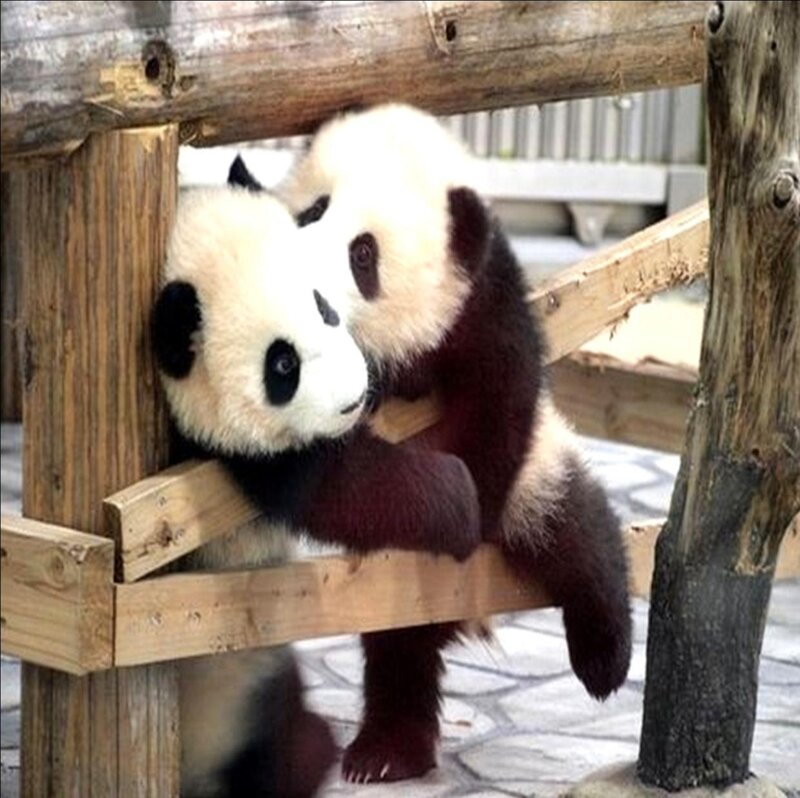 Two Panda Cubs — Black, Playful