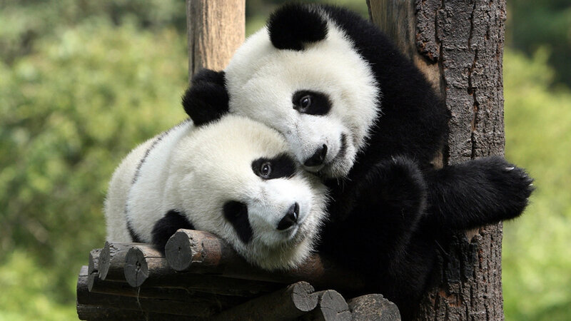 Two Panda Cubs — Black