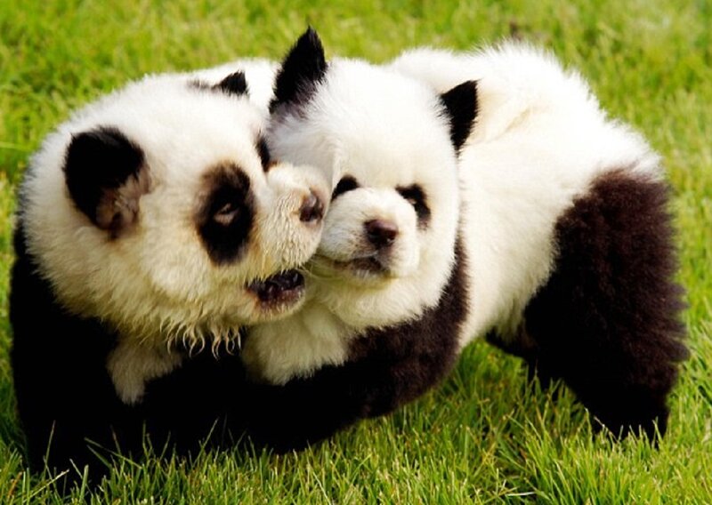 Two Panda Cubs — Green, Playful