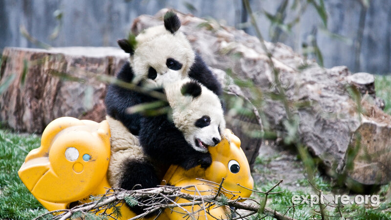 Two Panda Cubs Playing