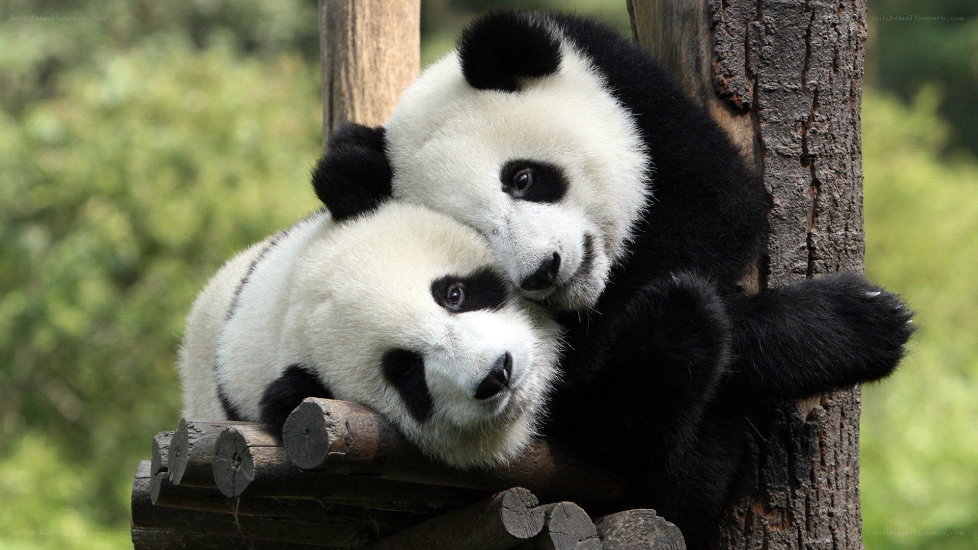 Two pandas cuddling on a log