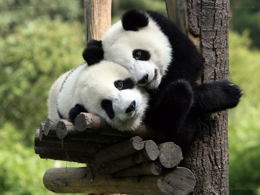 Two pandas cuddling on a log