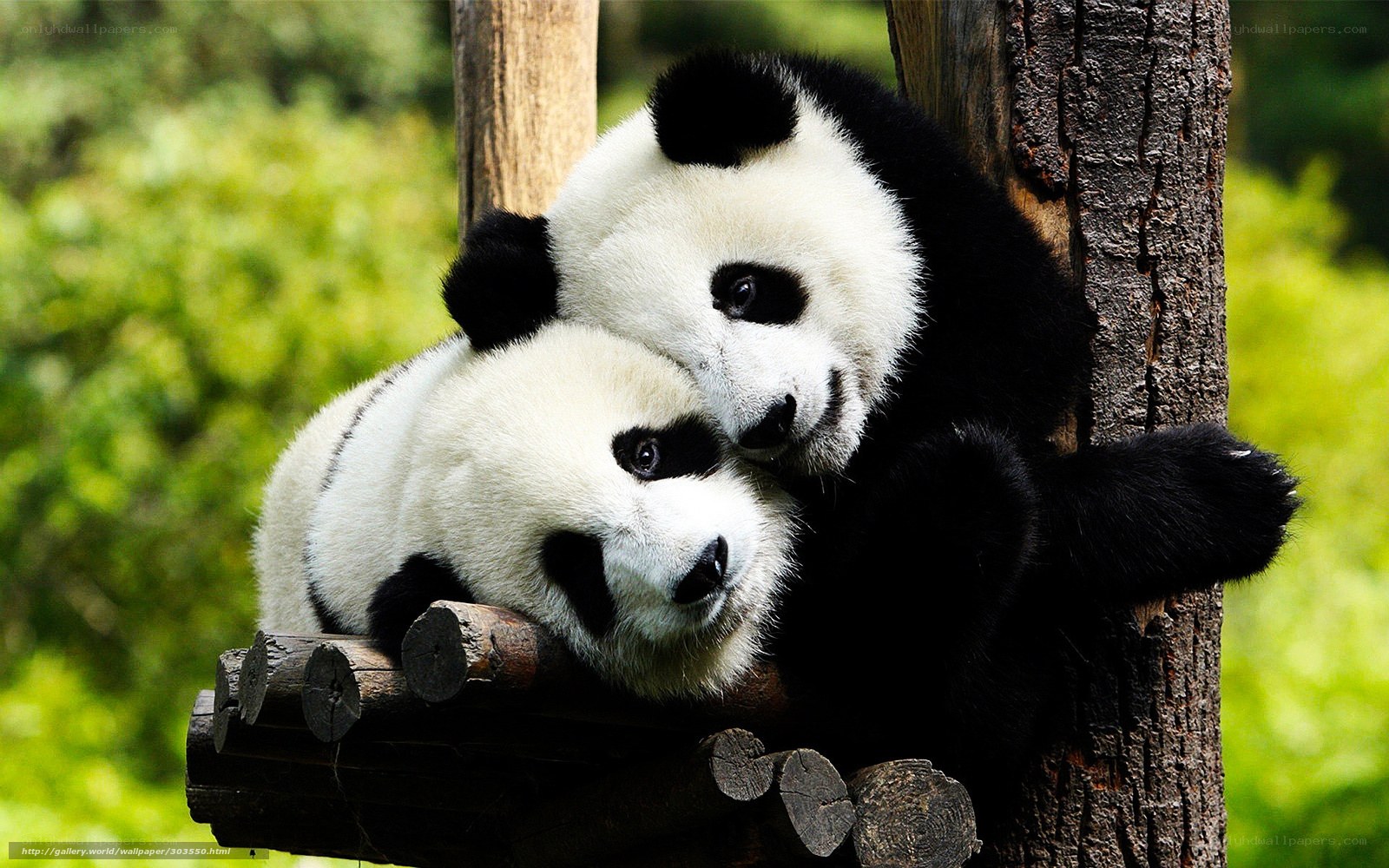Two pandas cuddling on a log