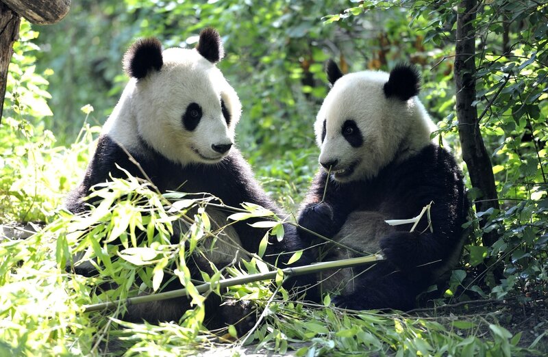 Two pandas eating bamboo