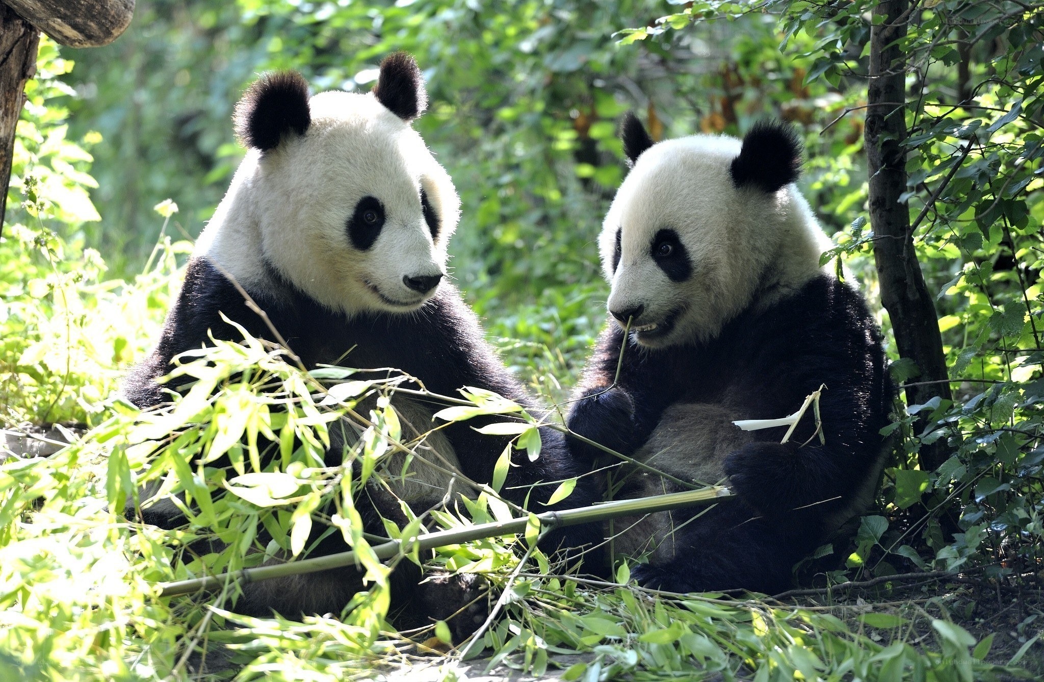 Two pandas eating bamboo
