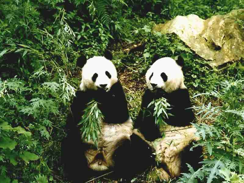 Two pandas eating bamboo