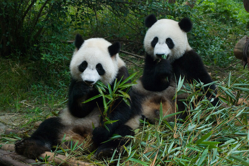 Two pandas eating bamboo