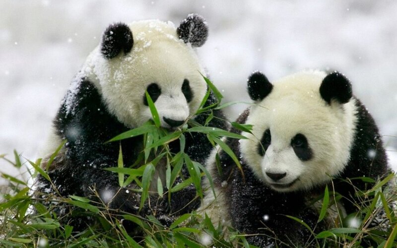 Two Pandas Eating Bamboo — Black